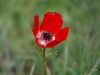 Red-flower.JPG